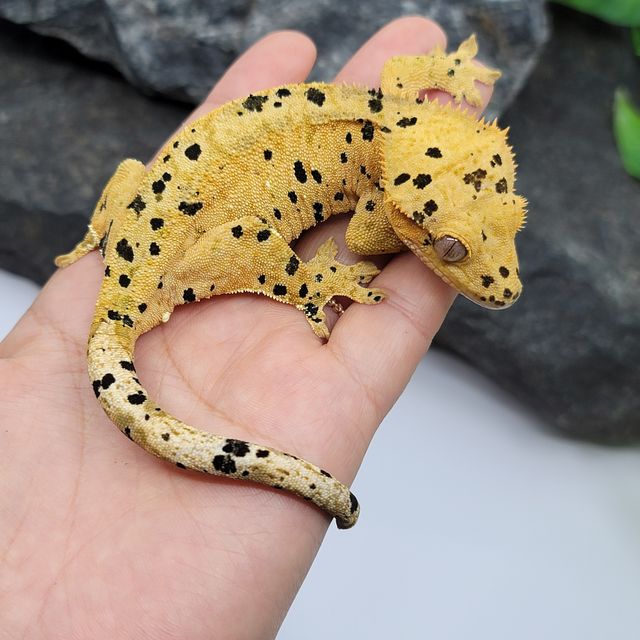 슈퍼달마시안