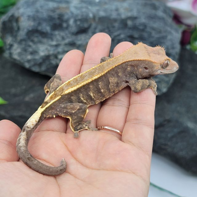 핀스트라이프 카푸치노