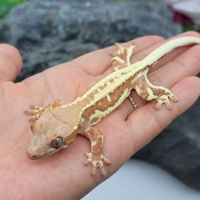 크림 프라푸치노