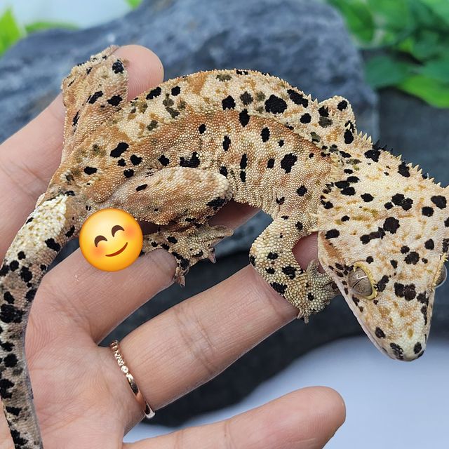 슈퍼달마시안