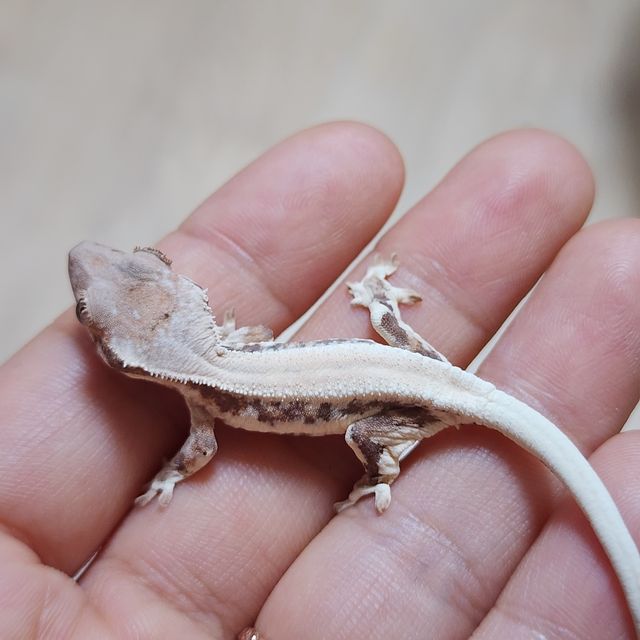 솔리드백 릴리 세이블