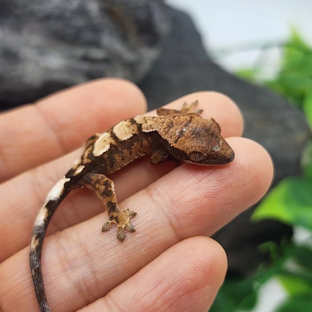 100%헷아잔틱 세이블