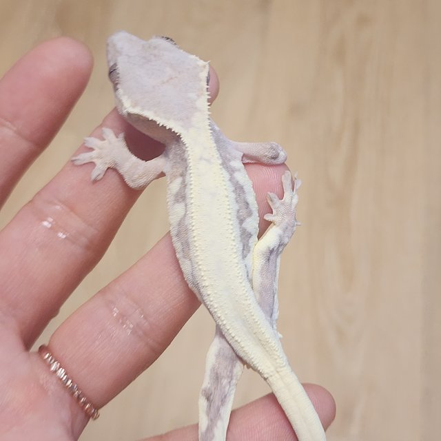 솔리드백 릴리 세이블