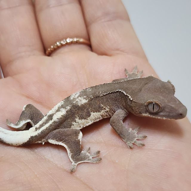 팬텀 릴리 세이블