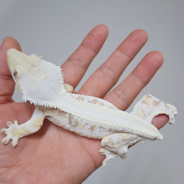 솔리드백 릴리화이트