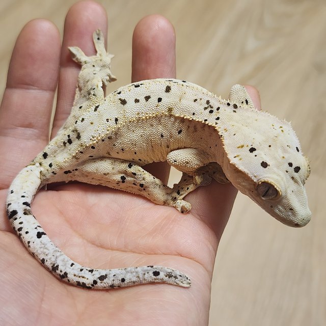 옐로우 슈퍼달마시안