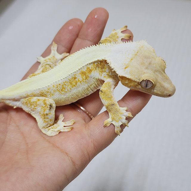 크림 릴리화이트