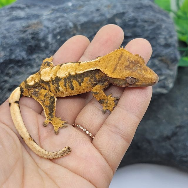 트라이 익스트림할리퀸 텐저린 바브