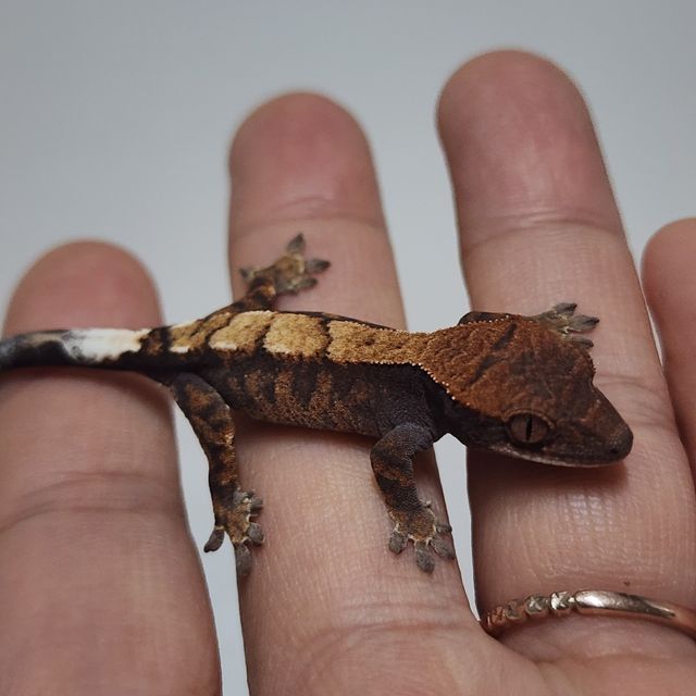 100%헷아잔틱 세이블