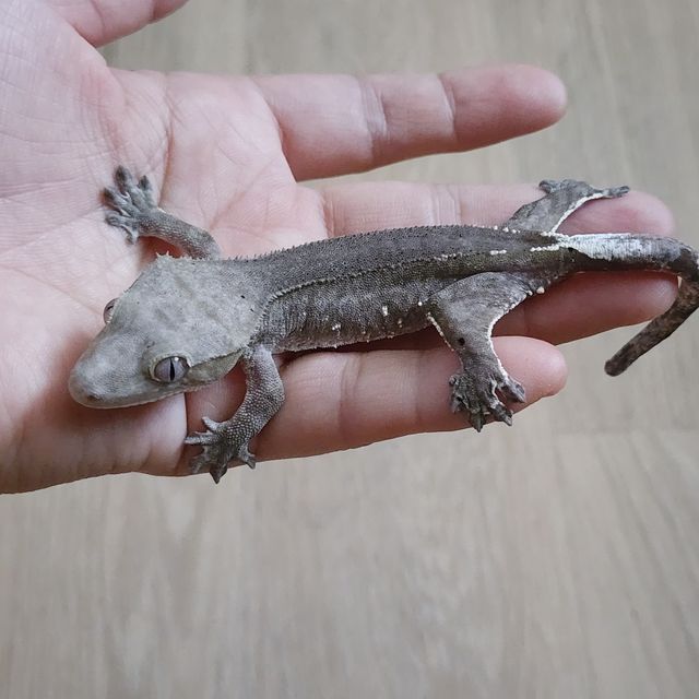 팬텀 아잔틱