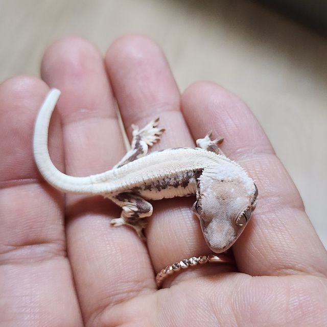 솔리드백 릴리 세이블