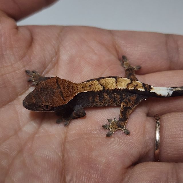 100%헷아잔틱 세이블