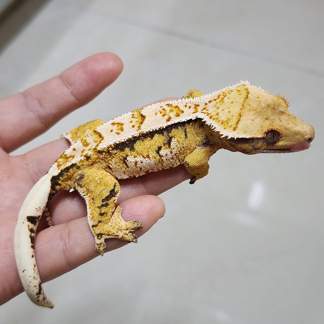 노멀 텐저린 트라이 익스트림할리퀸