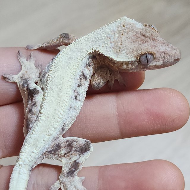 솔리드백 릴리 세이블