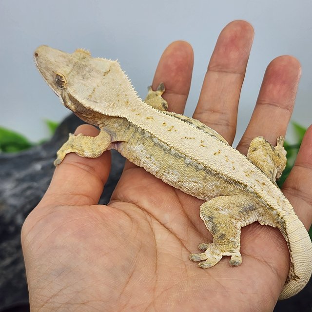 드리피 트라이 풀핀 쿼드