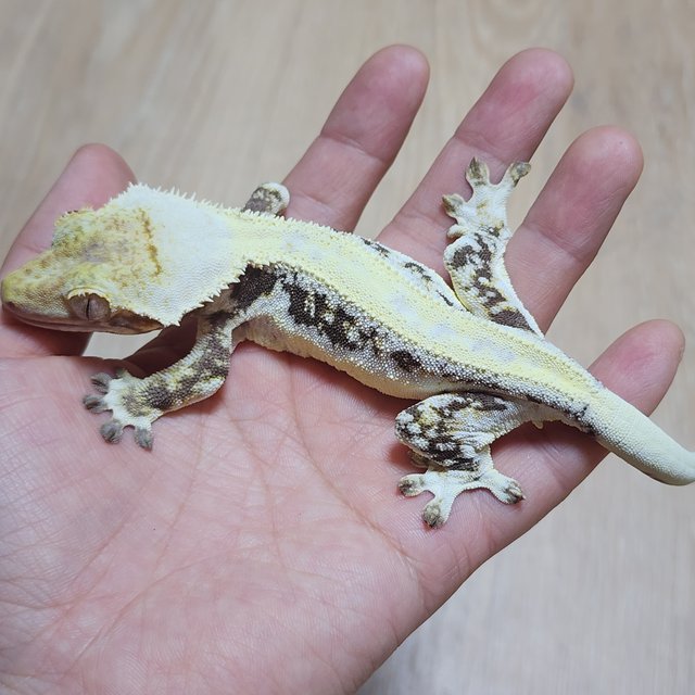 릴리화이트 솔리드백