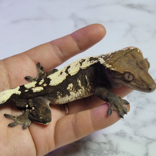 세이블