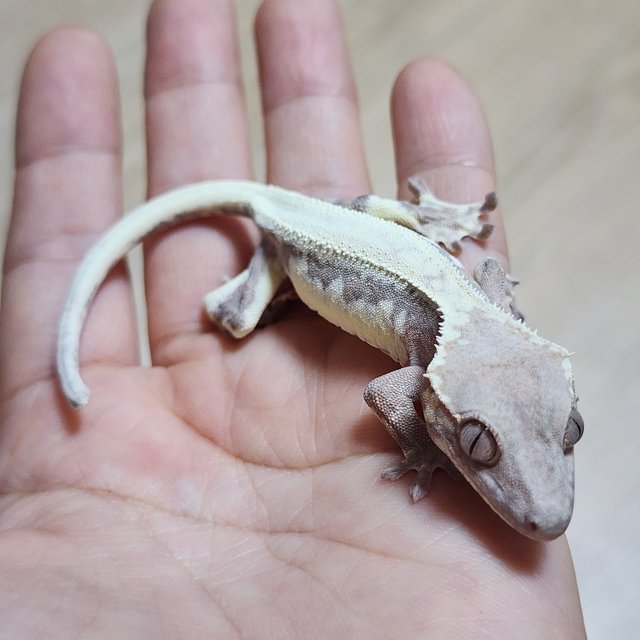 솔리드백 릴리 세이블