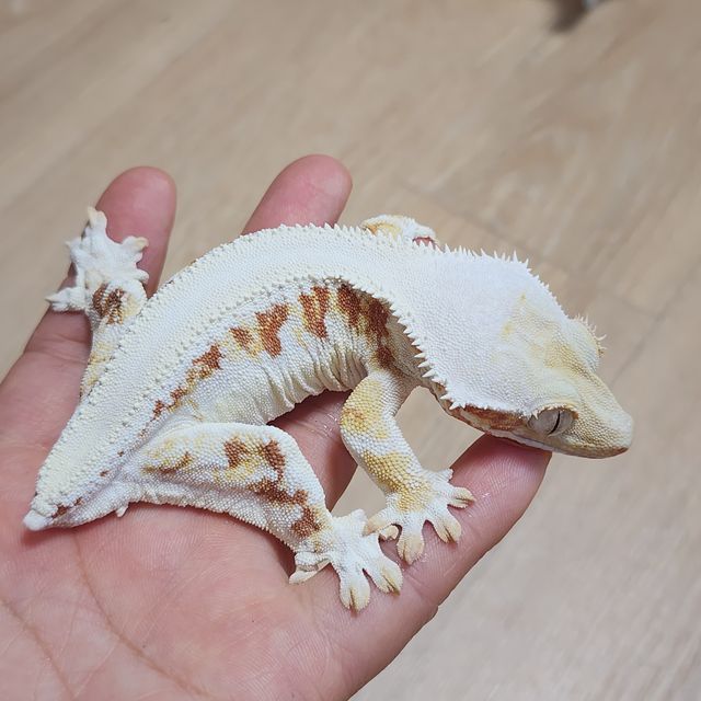 솔리드백 레드 릴리화이트