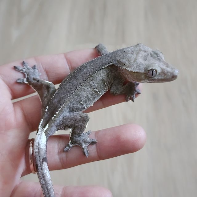 팬텀 아잔틱