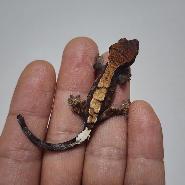 100%헷아잔틱 세이블