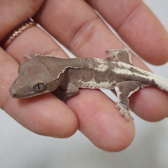 팬텀 릴리 세이블