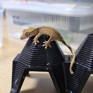 노멀 팬텀 벅스킨 다크 챠콜