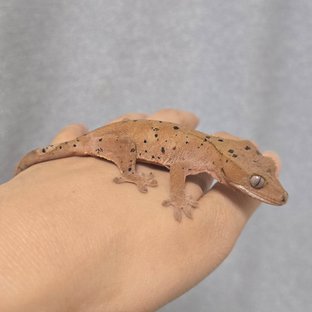 슈퍼달마시안 레드