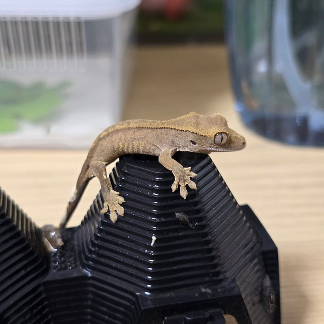 노멀 팬텀 벅스킨 다크 챠콜