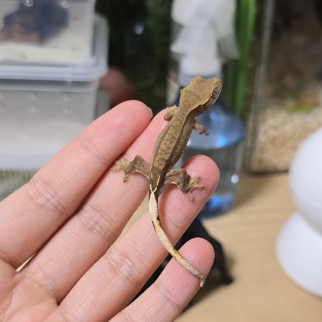 노멀 팬텀 벅스킨 다크 챠콜