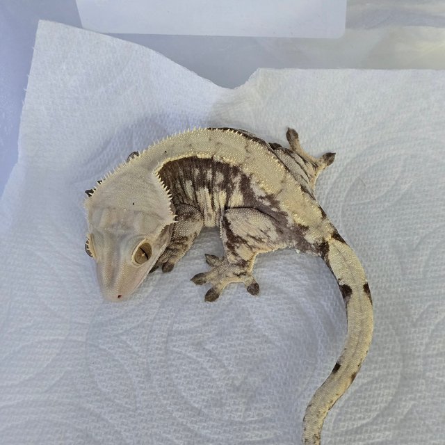 노멀 릴리화이트 카푸치노 프라푸치노