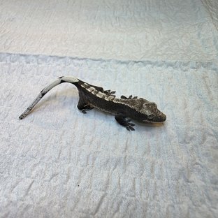 아잔틱