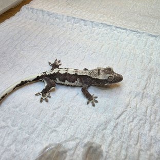 릴잔틱