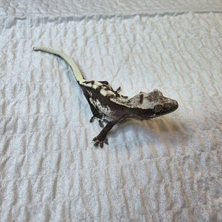 릴잔틱