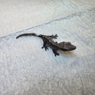 아잔틱