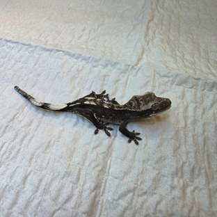 아잔틱