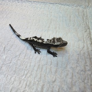 아잔틱