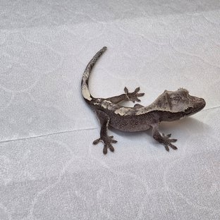 아잔틱
