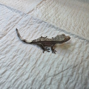 아잔틱