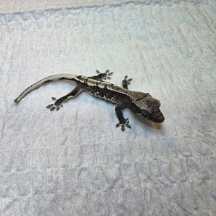 릴잔틱
