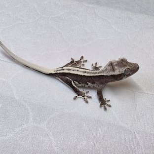 릴잔틱