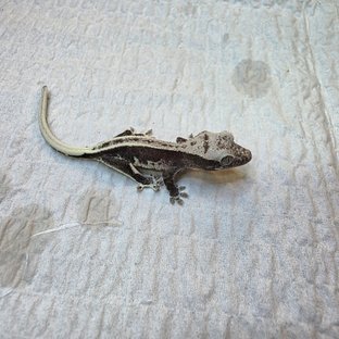 릴잔틱