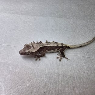 릴잔틱