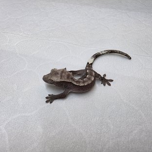 아잔틱