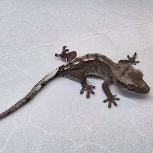 아잔틱