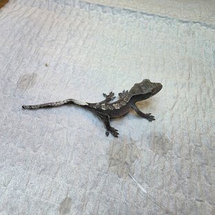 아잔틱