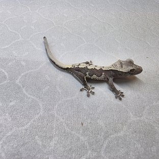 릴잔틱