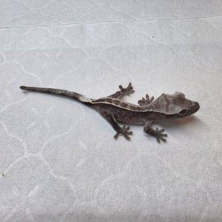 아잔틱