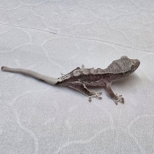 릴잔틱