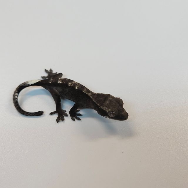 아잔틱